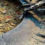 TIRE BLOWOUT ACCIDENT ATTORNEYS