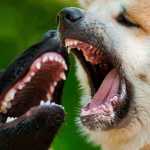 dog bite attorney