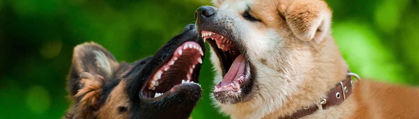 Online Shopping Leads to Rise in Dog Attacks