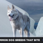 Most common dog breeds that bite