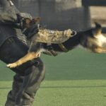 Dog bite laws vary depending on the jurisdiction (country, state, or region), so it's essential to specify the location you're referring to. However, I can provide you with some general information about dog bite laws in the United States as an example.