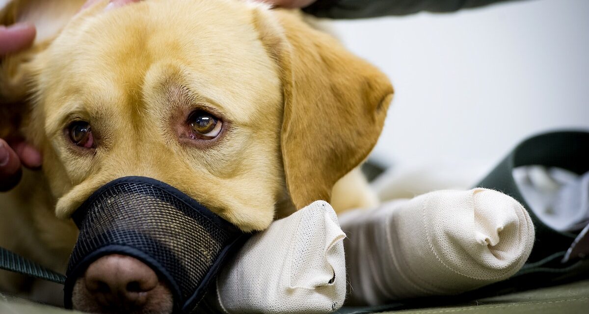 Negligence-based dog bite laws