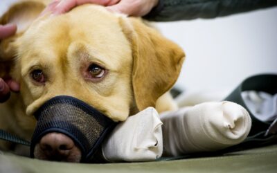 Negligence-based dog bite laws