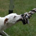 What should I do if I've been bitten by a dog?