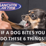 If a Dog Bites You, Do These 6 Things Now