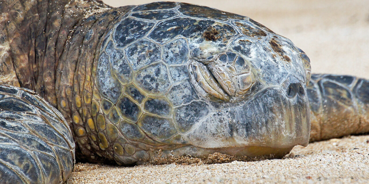 TSA Shell-Shocked: Pa Man Caught Smuggling Turtle in His Pants at Airport