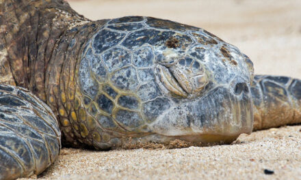 TSA Shell-Shocked: Pa Man Caught Smuggling Turtle in His Pants at Airport