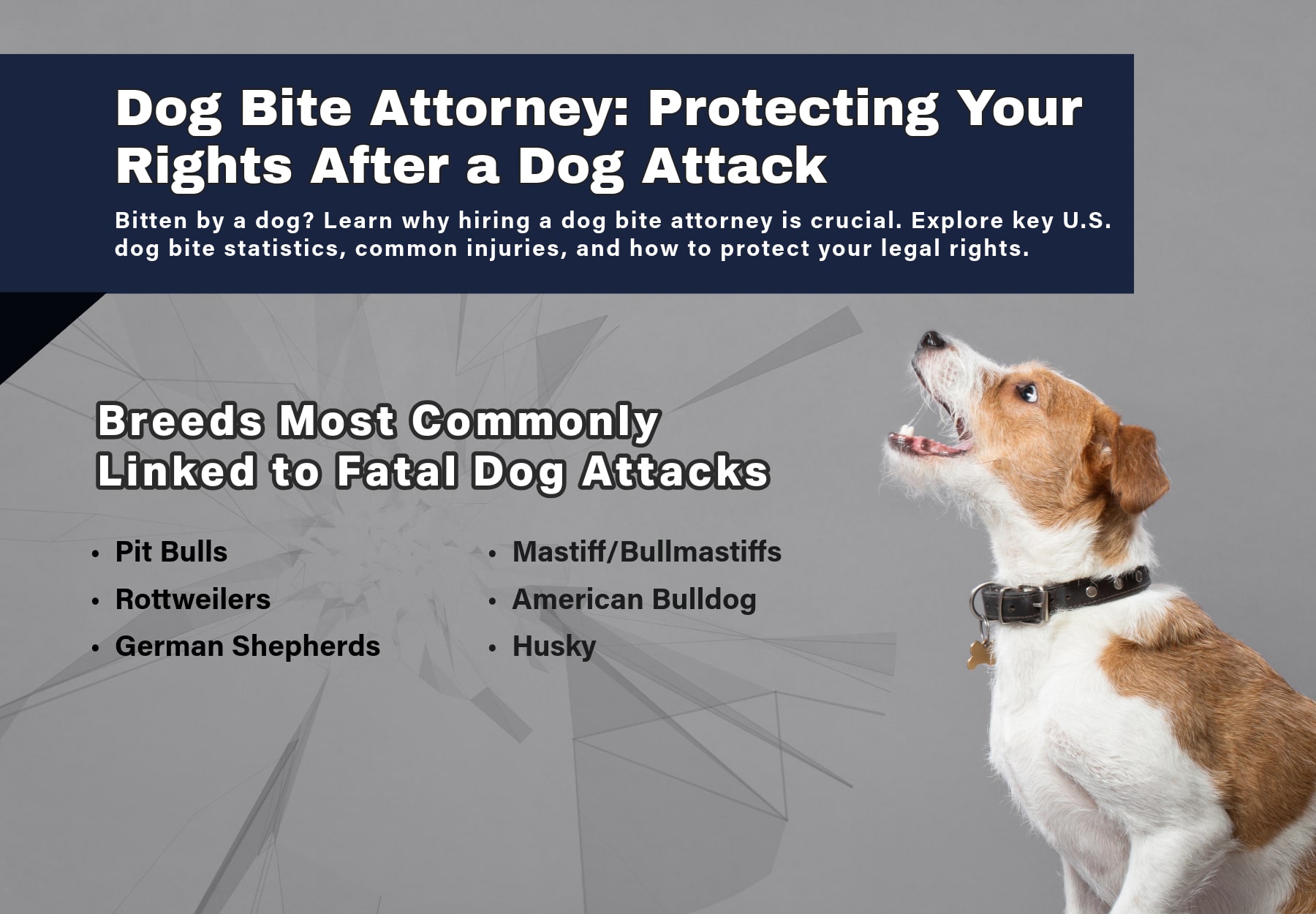 Dog Bite Attorney: What You Need to Know About the Rising Risk of Dog Attacks in the U.S.