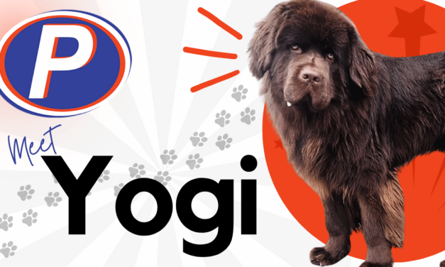 Meet Yogi