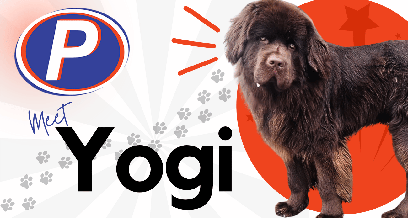 Meet yogi the newfy