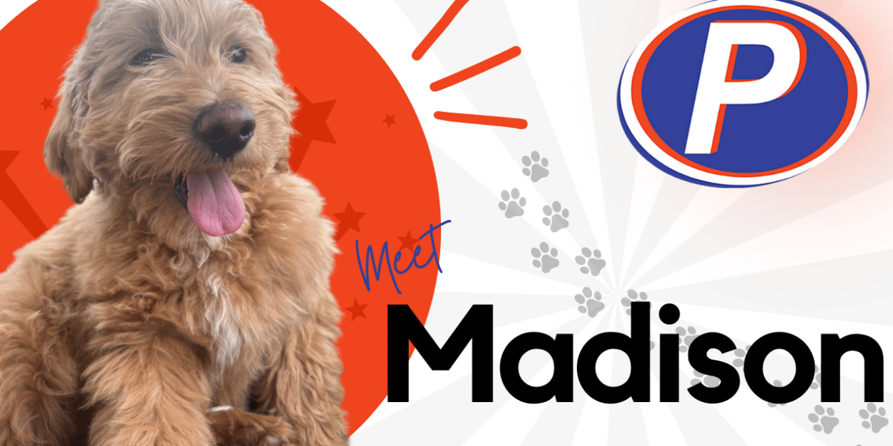 🐾 Employee Spotlight: Meet Madison