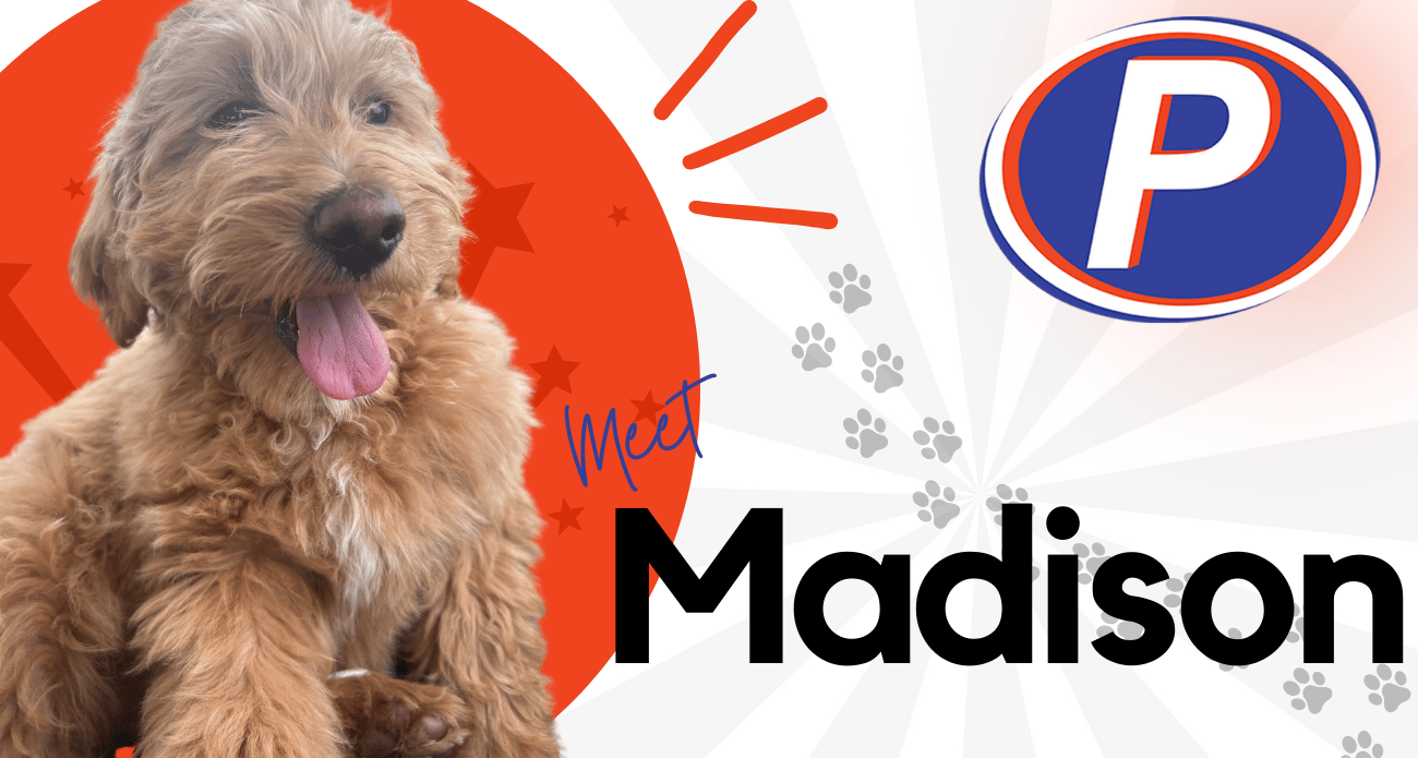 Meet Madison, Assistant to the Marketing Manager