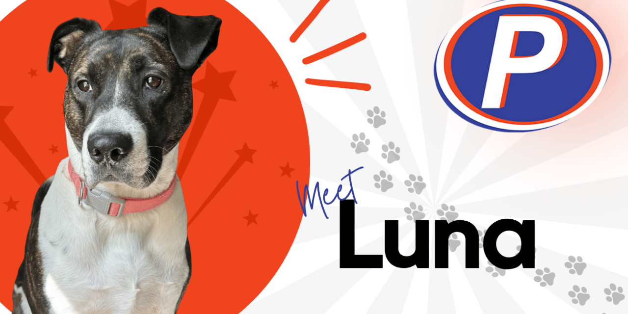 🐾 Employee Spotlight: Meet Luna