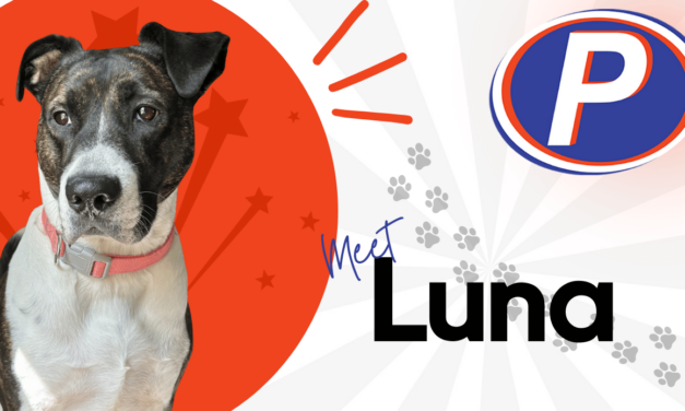 🐾 Employee Spotlight: Meet Luna