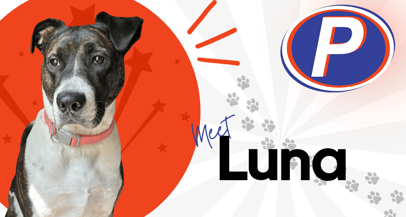Meet Luna 🐾 Position: Director of Porch Operations