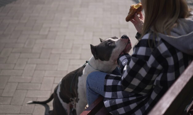 What to Do After a Dog Bite in Pennsylvania